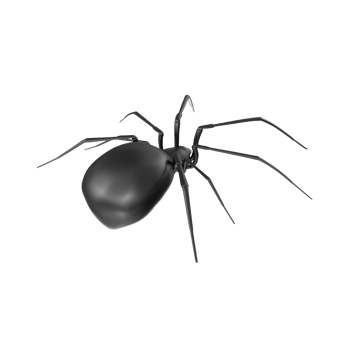 spider isolated on transparent background png