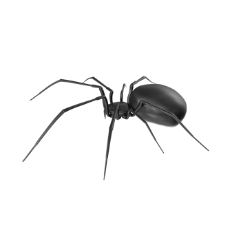 spider isolated on transparent background png
