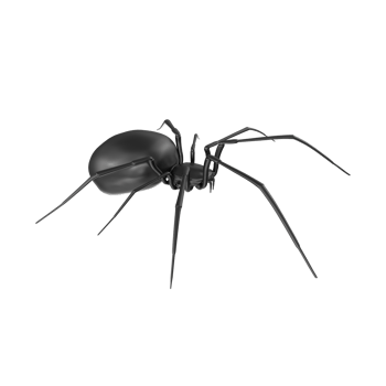 spider isolated on transparent background png