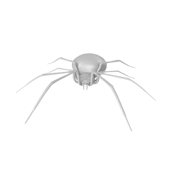 spider isolated on transparent background png