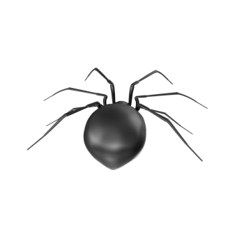 spider isolated on transparent background png
