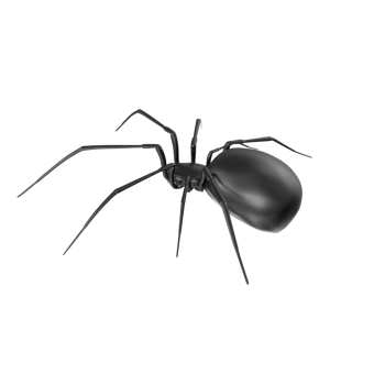 spider isolated on transparent background png