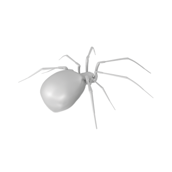 spider isolated on transparent background png