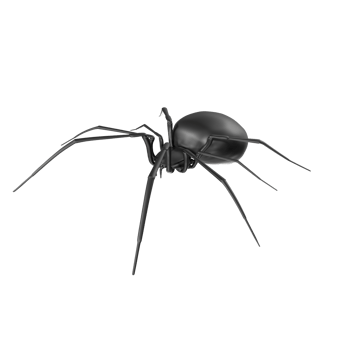 spider isolated on transparent background png