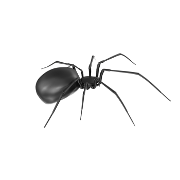 spider isolated on transparent background png
