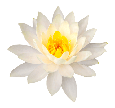 Yellow lotus flower isolated with clipping path png