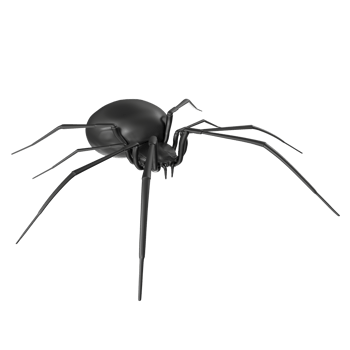 spider isolated on transparent background png