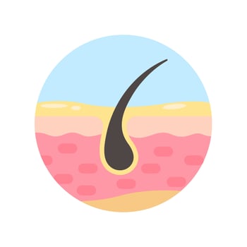 hair follicles on human skin hair disorder hair care vector