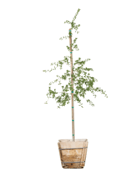 green tree png free photo