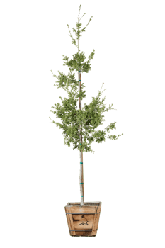 green tree plant png free download
