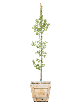 green tree plant transparent background png