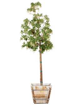 single tree plant png transparent