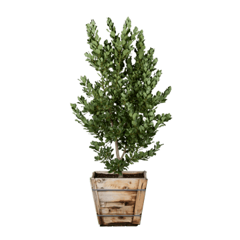 single green tree transparent png