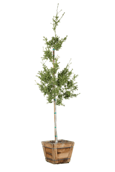 single green tree png transparent background