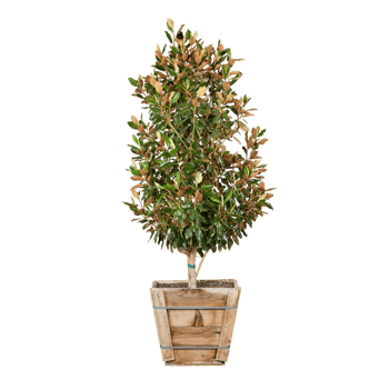 single green tree png