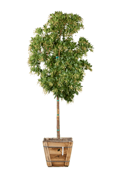 green tree transparent background png