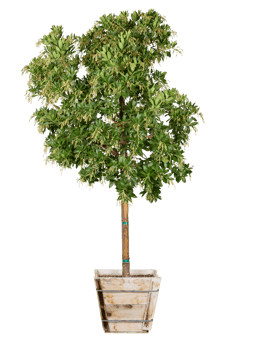 green tree png transparent background