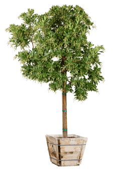 single green tree free photo png