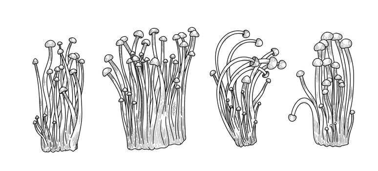 Mushroom vector collection. Asian medical enoki, healthy nutrition diet, gourmet fungus set. Vintage hand draw outline enoki mushrooms