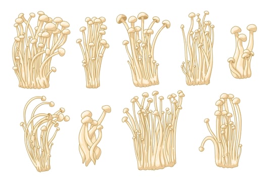 Colorful enoki collection. Vector illustration about asian mushroom. Medical gourmet asian food. Set of healthy fungus for vegetarians