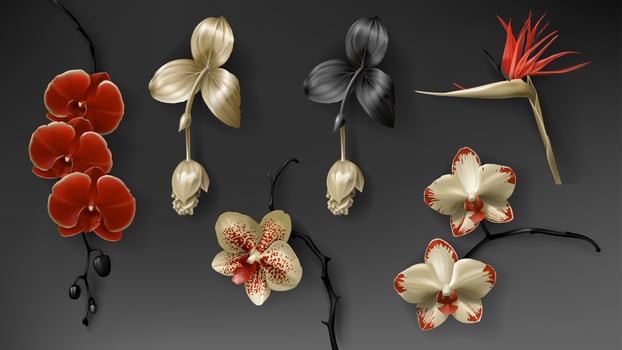 Tropical black, red and gold orchid flower on dark vector