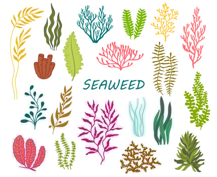 Underwater seaweed, ocean coral reef plants vector