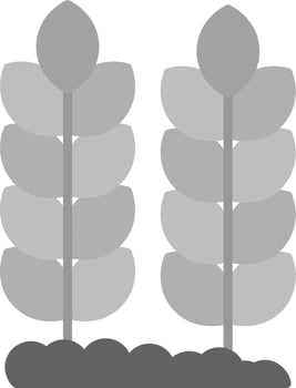 Wheat Vector Icon