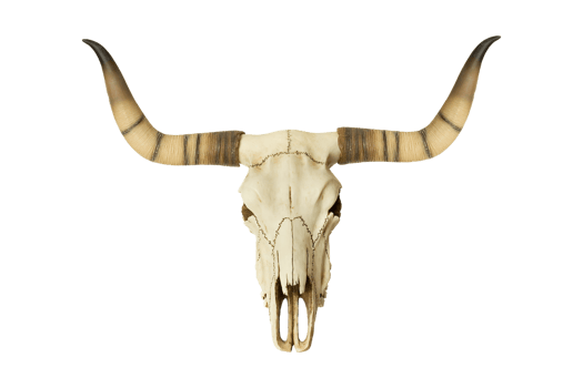 Beige bison skull isolated on a transparent background png