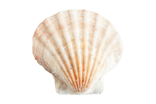 Beige shell isolated on a transparent background png