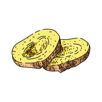 ginger slice raw sketch hand drawn vector