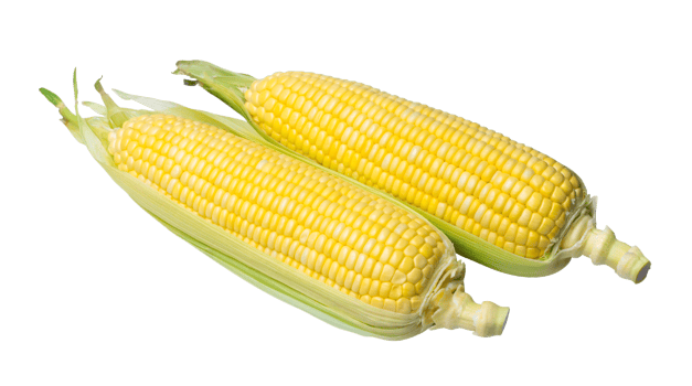 Two pods of fresh beautiful yellow sweet corn isolated with clipping path in png file format, Half peeled corns with concept of healthy eating