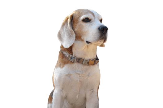 brown dog looking forward png