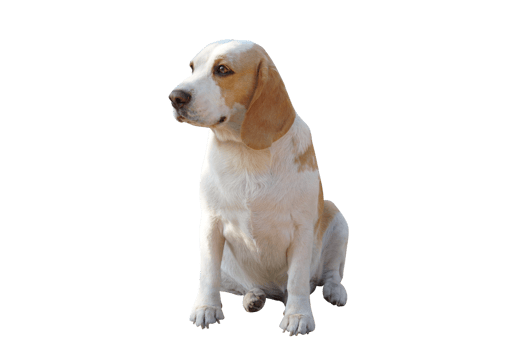brown dog looking forward png