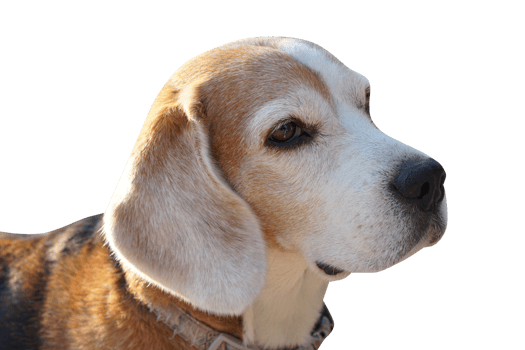 brown dog looking forward png