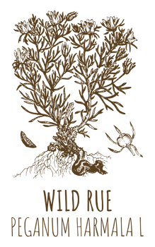 Drawings of WILD RUE. Hand drawn illustration. Latin name PEGANUM HARMALA L. png