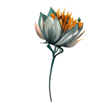 watercolor flower illustration png