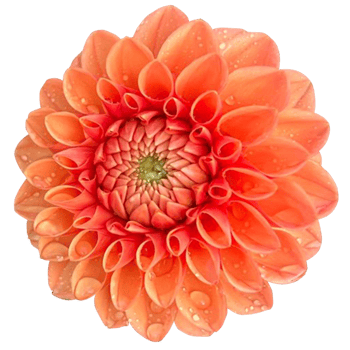 Dahlia pinnata flower png