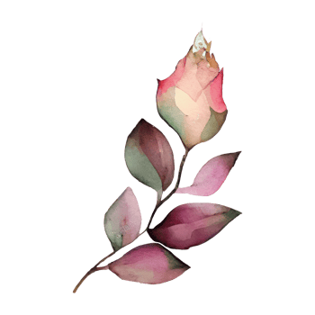 Illustration of watercolor roses png