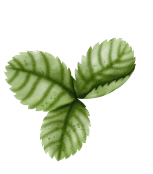 watercolor strawberry hand drawn png