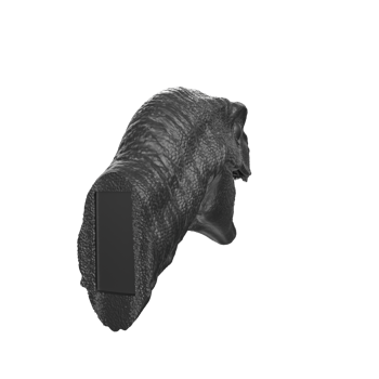 Raptor head isolated on transparent background png
