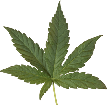 cannabis, hemp leaf cut out on transparent background. png