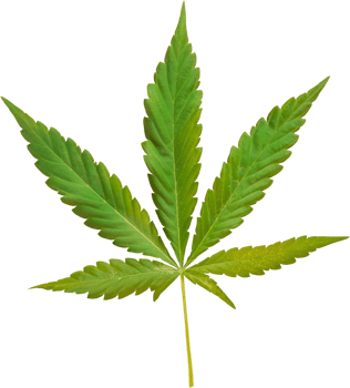cannabis, hemp leaf cut out on transparent background. png