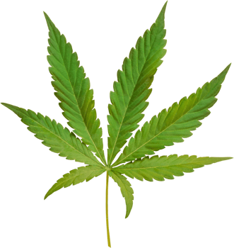 cannabis, hemp leaf cut out on transparent background. png