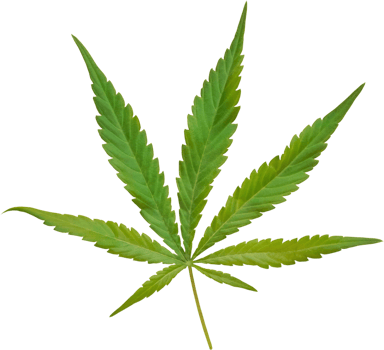 cannabis, hemp leaf cut out on transparent background. png