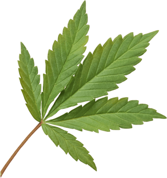 cannabis, hemp leaf cut out on transparent background. png