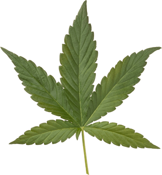cannabis, hemp leaf cut out on transparent background. png