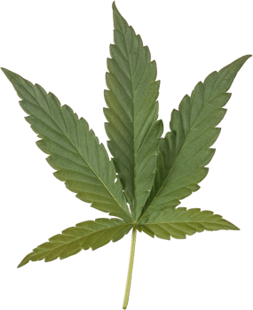 cannabis, hemp leaf cut out on transparent background. png