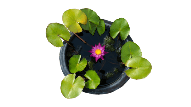 Lotus tree with leaves spread out sideways and has dark pink flowers in the center Along with nourishing water. Packed in a black plastic pot. with transparent background. png