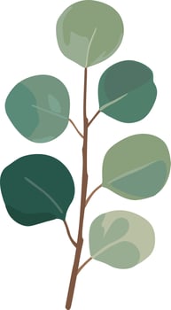 Eucalyptus green leaves branches vector