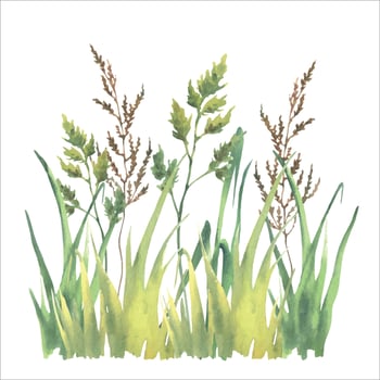 Watercolor vector different kind field grass, herb, isolated on white background.